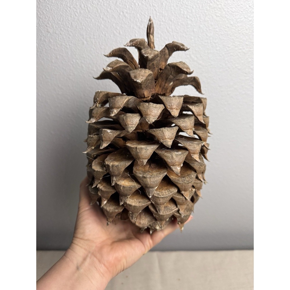Giant‎ Pinus Sabiniana Pine Cone 7-10 INCHES